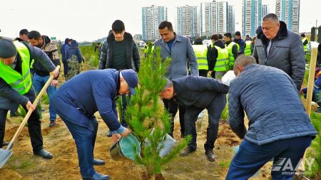 “Heydər Əliyev İli” çərçivəsində ağacəkmə aksiyası keçirilib VİDEO/FOTO
