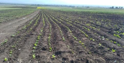 Azərbaycan Kənd Təsərrüfatının İnnovativ Lideri və İnsanpərvər Rəhbəri